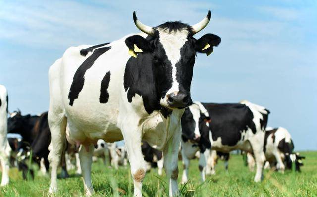 1973年属牛一生三大坎