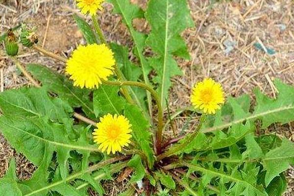 �ѹ�Ӣ���ιɹ�ͷ��