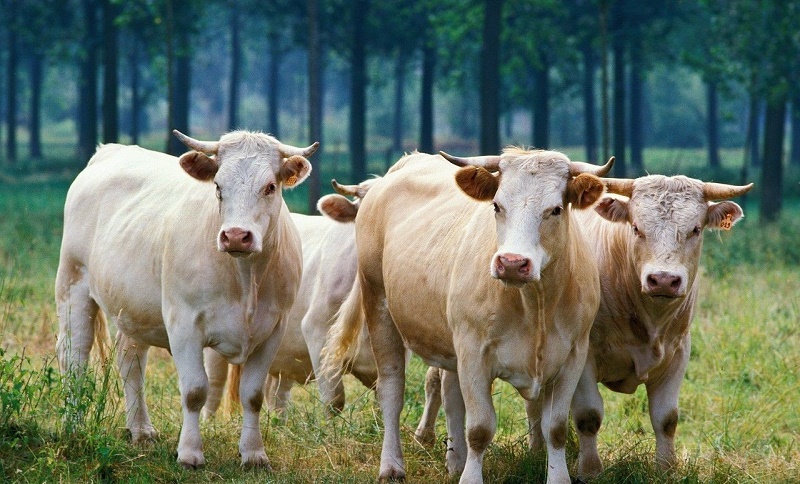 属牛一生的最大的贵人