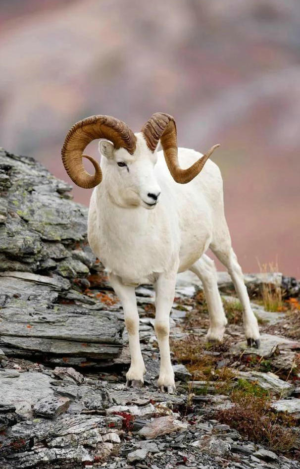 属羊人一生最旺3个人 属羊人一生最旺3个人是谁