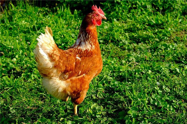 1993ת۵һ 1993ת۵ڶ