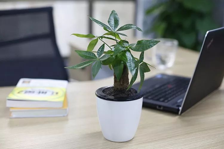 칫ڷʲôֲˮ 칫ڷֲˮ