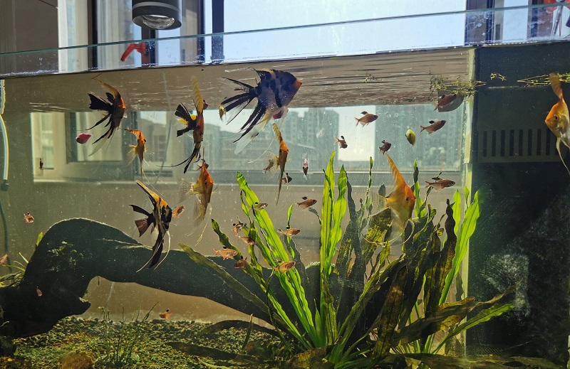 养鱼催财的注意事项