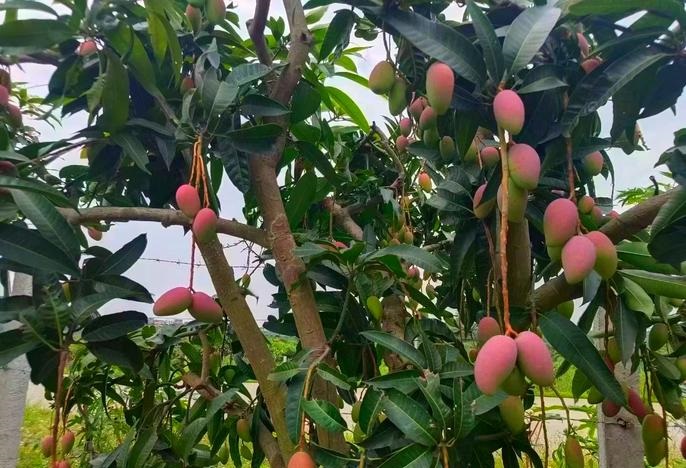 梦见芒果树_梦见种果树