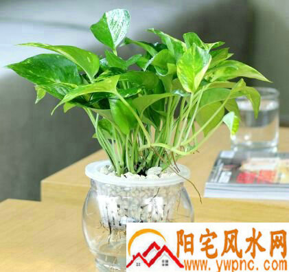 办公室摆放绿色植物的位置与风水 办公室摆放绿色植物的位置与风水