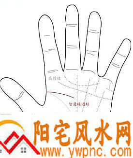 智慧线很短或中断,代表没脑筋吗? 智慧线很短或中断,代表没脑筋吗?