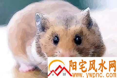 20082021ȫƼ˳ ˼ꣿ  