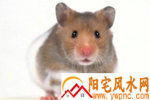 19962021ȫƼ˳ ˼ꣿ  