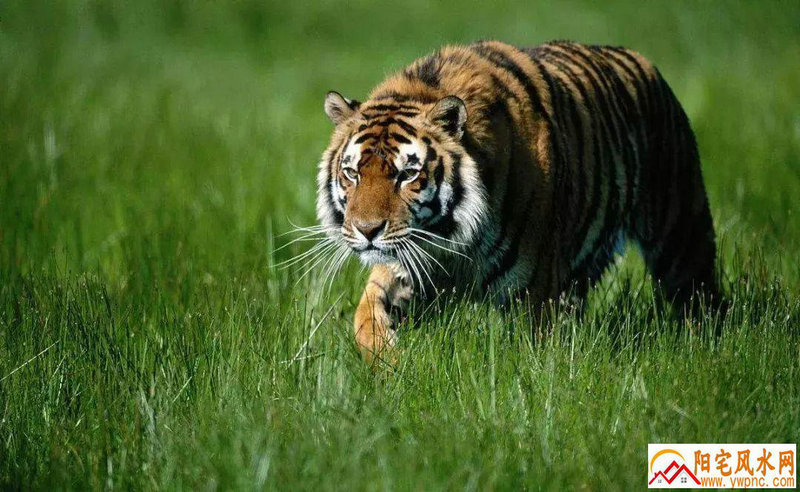 丙寅年十二星座配对的狗会影响爱情运势和人际关系 丙寅年十二星座配对的狗会影响爱情运势和人际关系