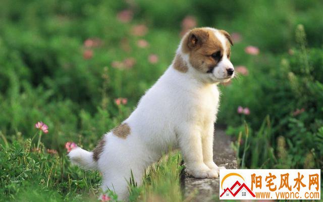 客厅财位上最好不要放什么东西 客厅财位上最好不要放什么东西