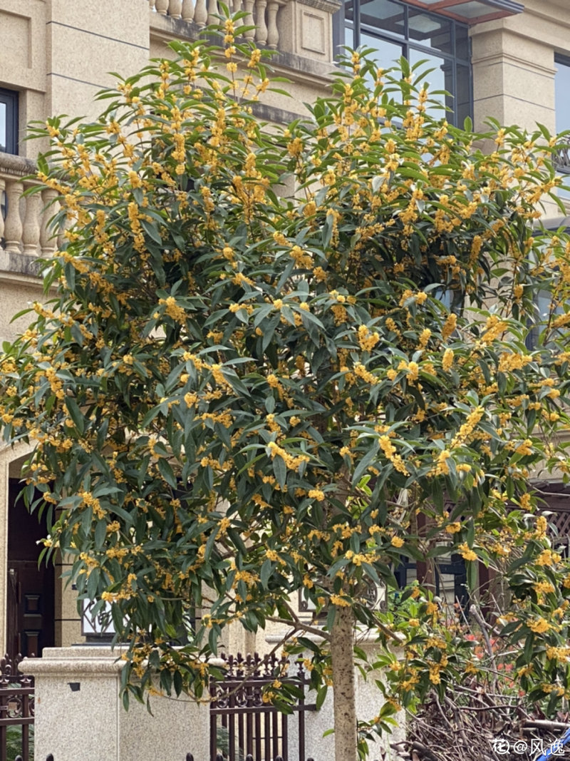 房子里放什么风水最好 房子里放什么风水最好