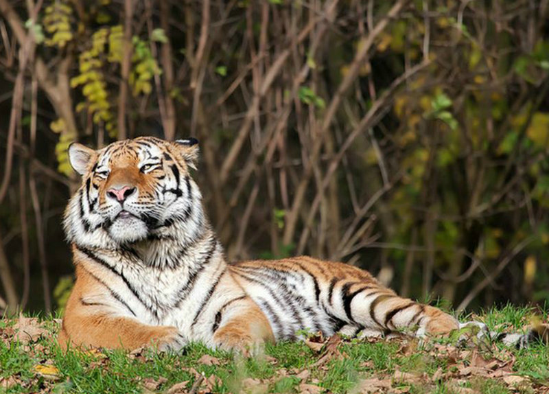 车牌号879数字吉凶会影响庚申年的运势和生活质量让人