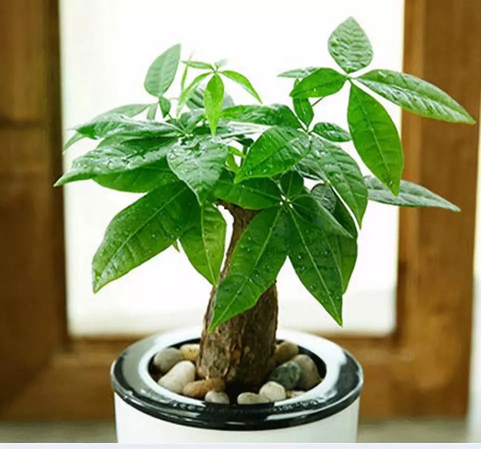 黄日华的个人资料简介