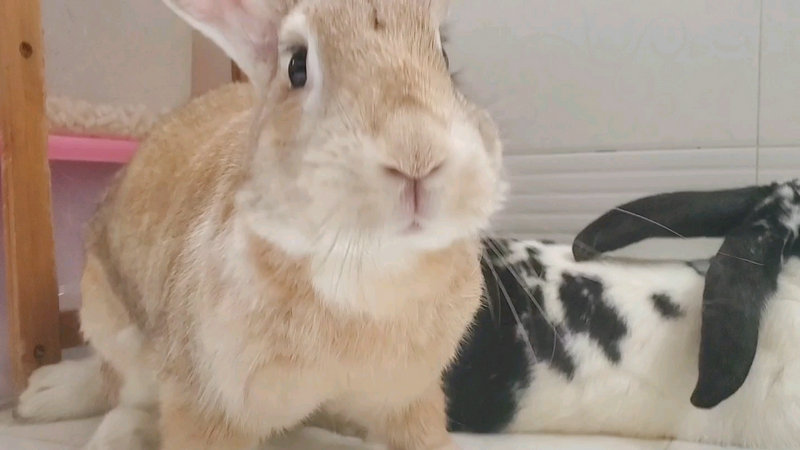 今日财神方位查询 2019年4月8日财神在哪个方向 今日财神方位查询 2019年4月8日财神在哪个方向