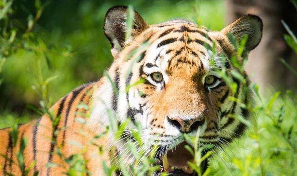 店门口有树好不好 店门口有树好不好