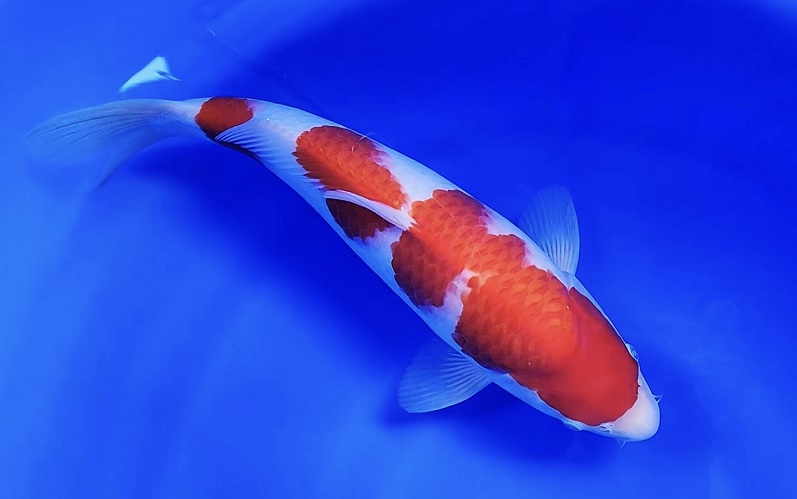 五方财神灵签78签_资产增值有隐患(五方财神灵签78签