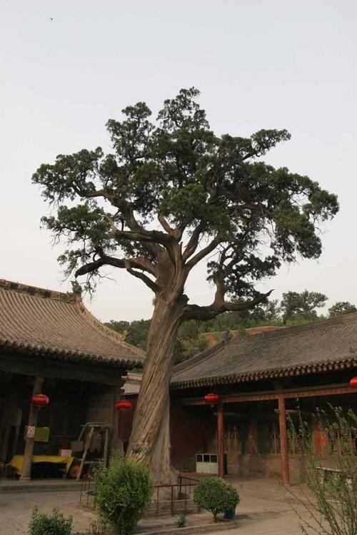 虎年宝宝带杨字取名 虎年女宝宝取名姓杨怎么样 虎年宝宝带杨字取名 虎年女宝宝取名姓杨怎么样