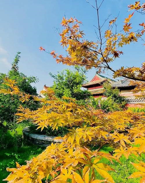 鱼缸的风水作用有哪些 鱼缸的风水作用有哪些