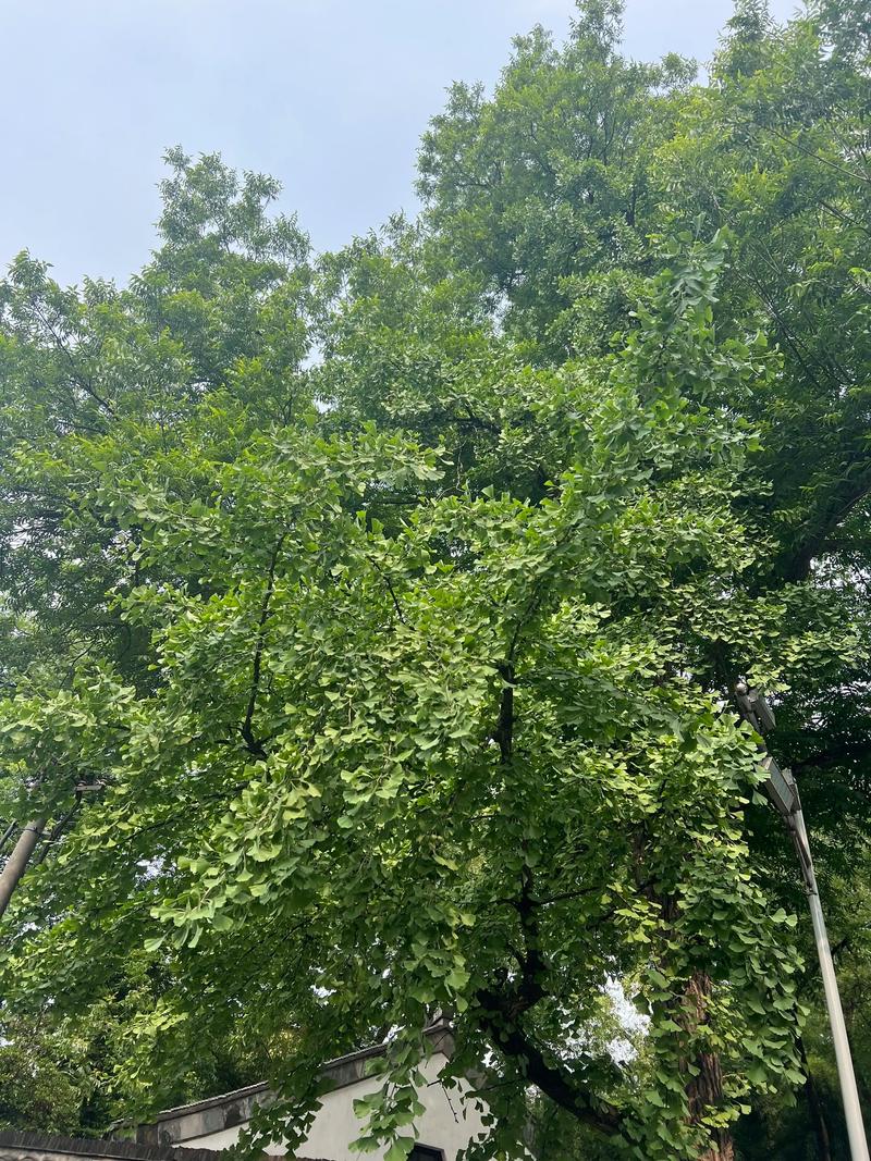 金星入白羊 哪些生肖有机会步入礼堂 金星入白羊 哪些生肖有机会步入礼堂