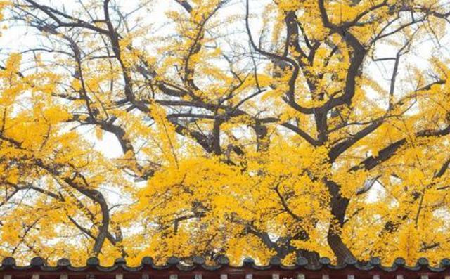 癸亥手机号配对头像男女不一样会影响两人之间的缘分和