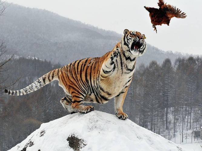 ��î�����������DP��������д���Ǳ�ڵ�������ͻ��ע