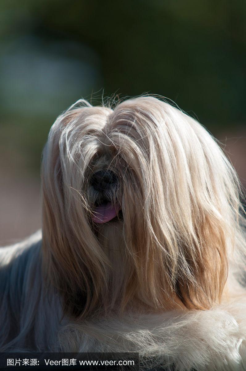 姓石宝宝虎年起名时避免社交恐惧的困扰(姓石宝宝虎年