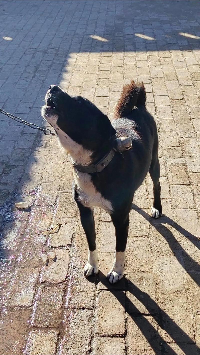 婚姻树空果非常不好吗 婚姻树空果非常不好吗