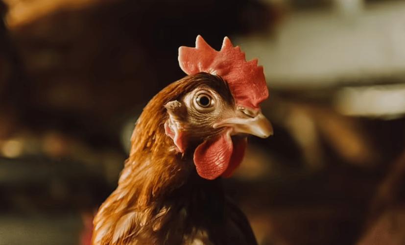 ǩһʮӰ䵭ļͥϵ(ǩһʮʾ䵭ԼͥӰ)