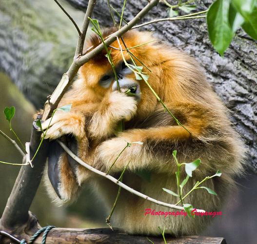 时辰八字怎么算 请问时辰八字酉时那个时 时辰八字怎么算 请问时辰八字酉时那个时