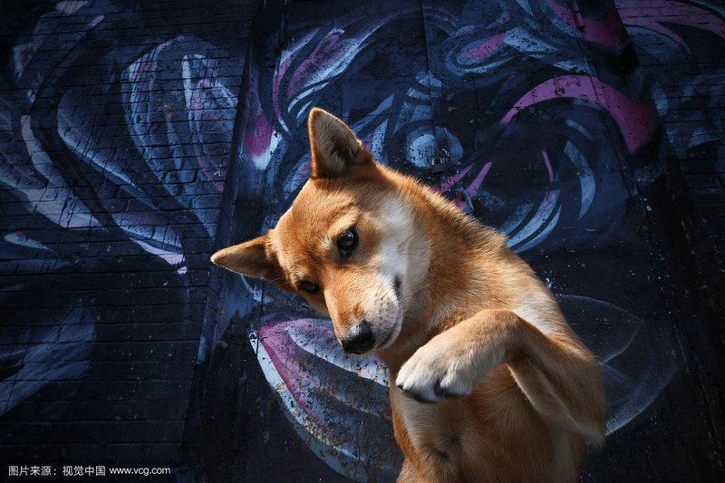 ��ţ����˫�������� ˫���������ͽ�ţ��Ů�����