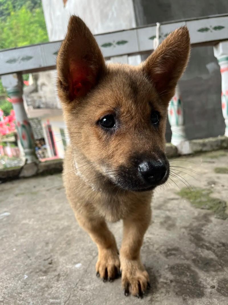 命犯桃花是什么意思 全面剖析桃花劫 命犯桃花是什么意思 全面剖析桃花劫