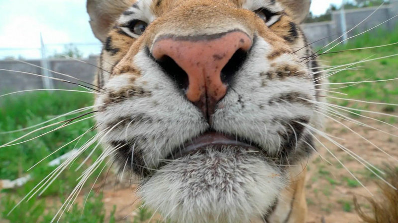 lisa个人爱好简介