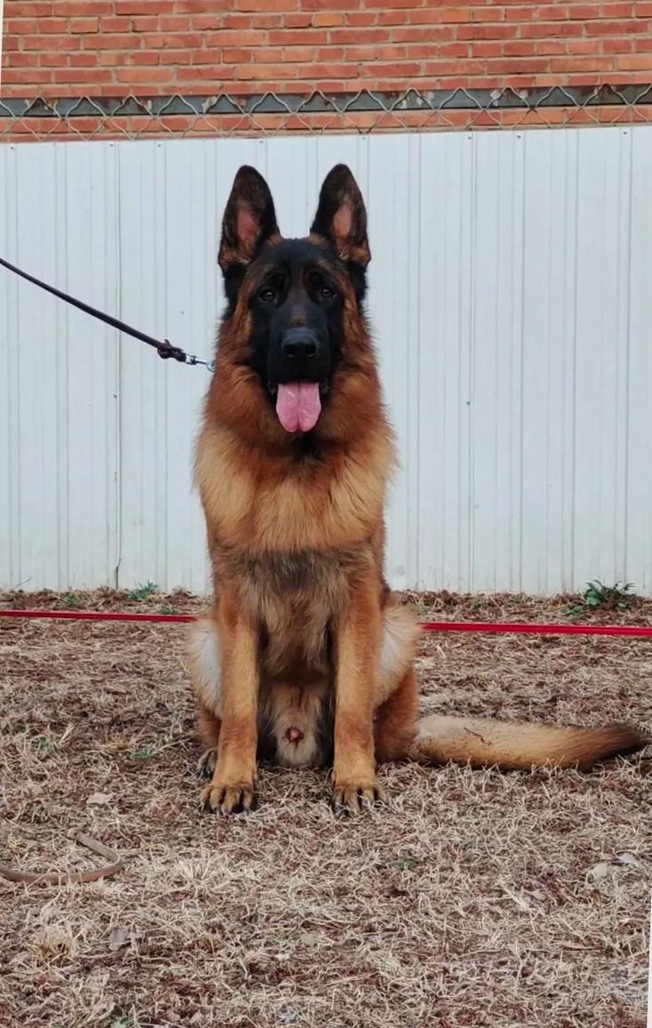 Ѹֻ⼪׻᲻Ӱƺúʵֻ