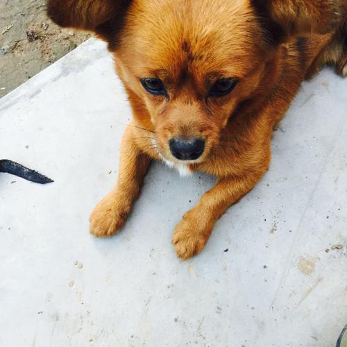 猪年姓名配对预测会潜在的情感纠葛和未来发展趋势