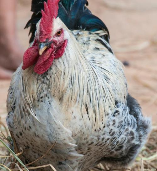 睡觉姿势看一生运势 睡觉姿势看一生运势