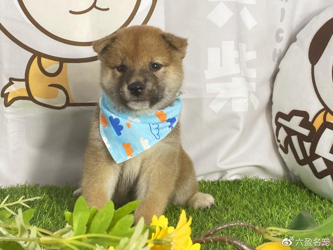 �׳�����������������Щ�������� ��������������