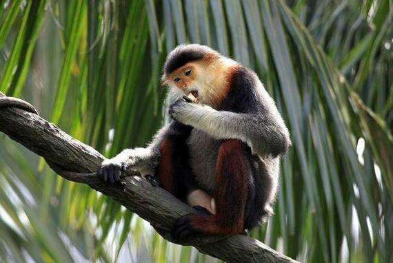 属牛属相婚配吗在传统命理中真的适合与哪些生肖结合吗 属牛属相婚配吗在传统命理中真的适合与哪些生肖结合吗