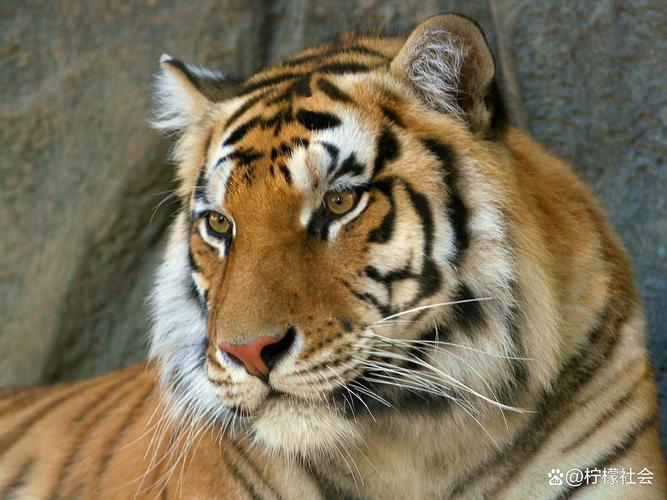 22岁男子吃红烧肘子后进ICU 联合治疗后脱离生命危险