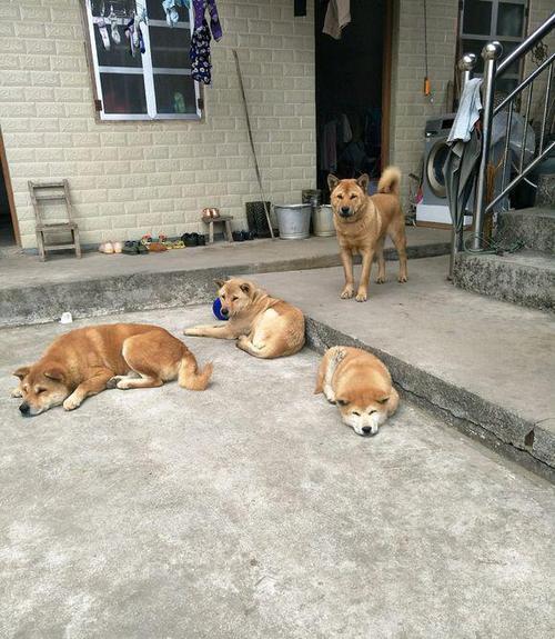 ʳƷ̱ȡִȫ ˾Ѱ취