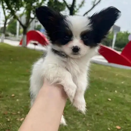 属马2025年8月提车黄道吉日一览表 哪天可以买新车 属马2025年8月提车黄道吉日一览表 哪天可以买新车