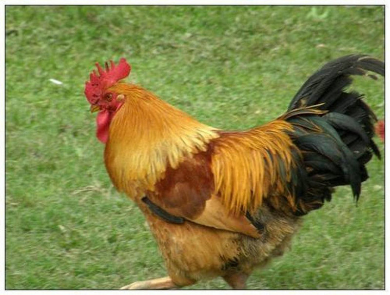 ˾ôдӰδչ(˾ôдӰƷδչ)