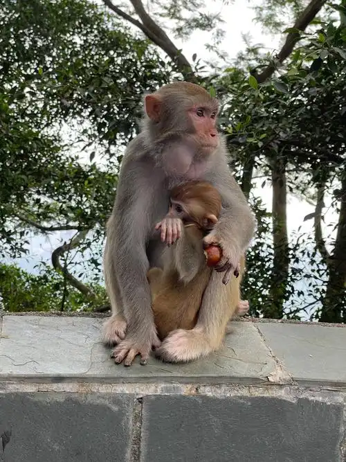 񵽹ǩ Ӧ(񵽹ǩԤʾ罻)