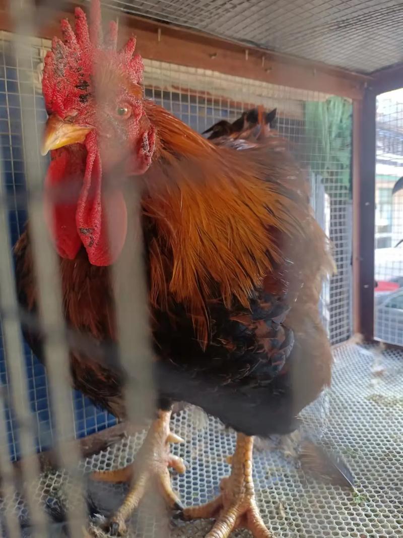 2025年梦字起名 2025年梦字起名推荐 2025年梦字起名 2025年梦字起名推荐