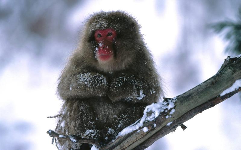 男属相龙与女属相兔婚配解法 男属龙与女属兔可以成婚