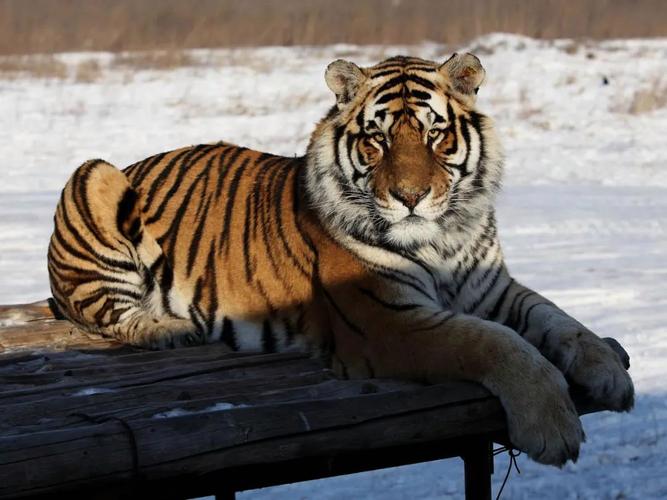 生日恋爱配对测试题真的能帮助我们找到真爱吗还是只是