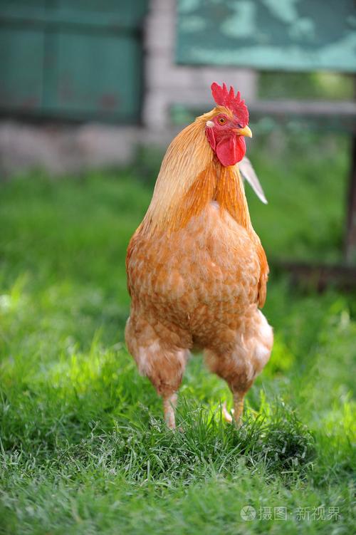 ����Ӱ����ɶ���������ս��Ͷ�� 2026�괺��ǰ���