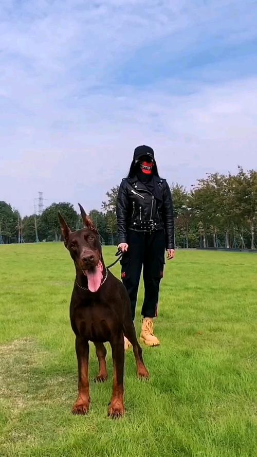 烈焰电视剧 烈焰电视剧免费观看西瓜影院