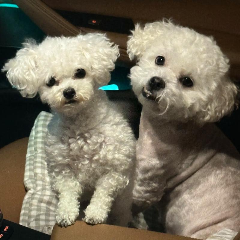 雪中悍刀行电视剧免费