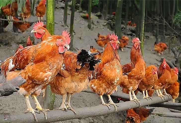 农历四月出生男人命格 多劳多得一生劳碌