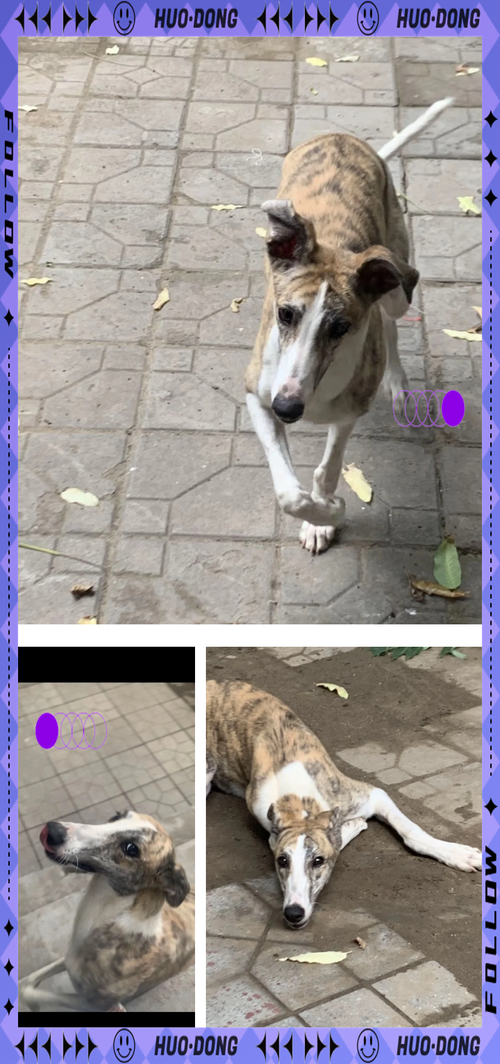 2025鼠年1月生肖属猴和生肖属鸡结婚好不好 可以白头吗 2025鼠年1月生肖属猴和生肖属鸡结婚好不好 可以白头吗